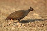 Orange-footed Scrubfowlborder=